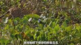 豹子水中捕食鳄鱼，王者对决的场面很震撼，结果没想到