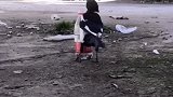 喜鹊叼石头投进瓶子喝水 神还原“乌鸦喝水”  乌鸦喝水实验  哇塞