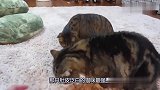 家里两只猫咪抢零食，主人欲哭无泪：都是一家人抢什么抢啊？