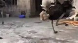 大哥别闹了，就你这技术也想骑鸵鸟，一般人是驾驭不了它的！