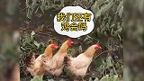 洪水中的“鸡坚强”：湖北鸡群困枝头 眼看大鹅身边游