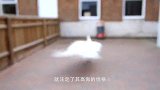孔雀在鸭子面前显摆，怎料鸭子直接锁喉，让你嘚瑟！