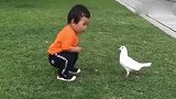 小宝宝想摸一下鸽子没想到被鸽子咬了，看到这个画面真是笑喷了