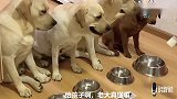 主人给狗狗分配酸奶，赛文很谦让，老四很自私，结果太逗了