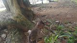 猴宝宝挑战一棵它从未爬上过的树，但是最后还是失败了！