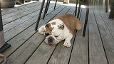 斗牛犬狗狗趴在地上休息，这是干嘛了，这么累