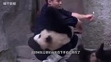帅气奶爸给熊猫喂药，旁边的团子醋意大发，下一幕请憋住别笑