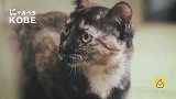 日超萌宣传片：把猫咪的叫声谱成歌