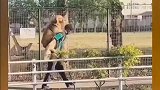 狗狗老了走不动了，主人背着它走平时喜欢走的路