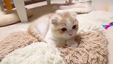 小折耳猫想去主人腿上睡觉！又不敢去的样子太让人心疼了！