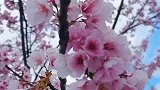 日本的樱花太漂亮了，不是亲眼所见，很难相信！