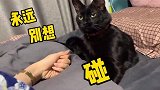 主人想牵猫咪的手，它怎么都不让，最后都动嘴了