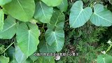 极简食谱 家常焖小杂鱼儿 意外买到一条海鳗鱼 一锅焖了
