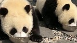 熊猫真是个小迷糊，竟然还能认错了自己的奶盆，吃饭的家伙也能忘！