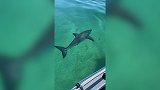 澳大利亚：一条3米长大白鲨跟踪划桨手，渔夫大喊发出警告