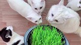 生活有规律的九只猫咪，吃完饭之后要吃草
