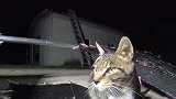 主人半夜突袭，猫咪们的反应真淡定