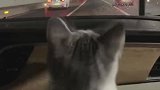 猫：又没下雨，你把雨刮刷开着干嘛啊！