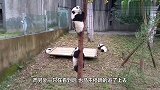 2只熊猫宝宝刚爬上树，“啪”一声树断了，下一秒忍住别笑