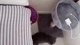 猫：哎呀，做噩梦了，怎么掉下来了！