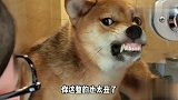 狗子呲牙裂齿的，这主人是得罪它啥了，表情太逗了