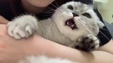 唉，这猫胆子真大，居然敢咬老虎！