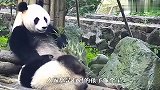 熊妈吃竹笋，崽崽吃残渣！这孩子怕不是捡来的吧