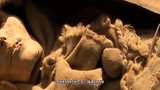 千年古尸“楼兰美女”复原照，美得让人窒息，看完想回到过去