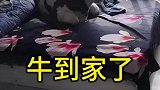 真是牛到家了，搞笑牛