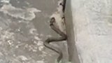 海南海口：小区惊现眼镜蛇 物业不作为：怕引起恐慌
