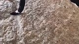 四川小哥半年的书法功底，下笔的那刻惊艳了，真是出神入化