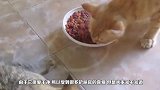 橘猫看主人抱了别的猫咪吃醋，发飙了：你下来这是我的位置