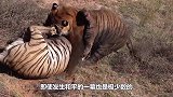 狮子吃了一辈子马肉，万万没想到，这次竟栽倒在斑马手里