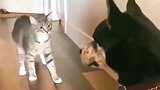 狸花猫打之前先碰碰拳，是个有规矩的喵