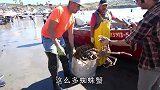 渔夫捕获一大桶蜘蛛蟹，上岸直接做成美食，吃起来太过瘾了