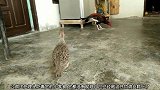 竹鸡和公鸡生活在一个家里会有什么看头，竹鸡会找公鸡麻烦