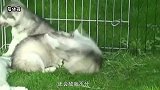 主人强制给哈士奇刷牙，下一秒二哈的反应，可以承包我一年的笑点