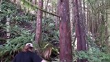 荒野独居：美国大妈参加求生节目，徒手掰断一棵树，比男人还男人