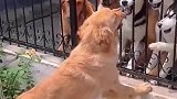 为什么受伤的总是我