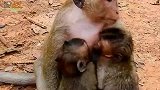 小猴子抢母爱的小洛瑞