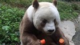 全世界唯一的棕色熊猫，一顿伙食费高达5万美金，只有中国才有！