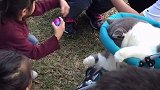 哇塞，看见一只小猫坐在小推车里，被小朋友围观还会害羞的低下头