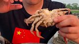 一公一母梭子蟹开吃