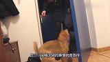 主人外出回到家，狗狗冲到门口迎接主人，差点悲伤的哭了！