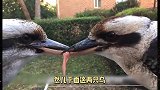 两只鸟为了抢夺一块肉，在寒风中僵持，暖心小哥为它们盖上被子