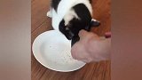 猫咪看到猫薄荷兴奋不已，吸完整个猫爽上天了