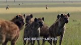 鬣狗打劫母狮子，结果被雄狮疯狂追杀，鬣狗下场极其悲惨！