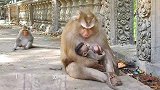 母猴一掌拍下去，小猴子瞬间倒地，是别人的孩子就不心疼吗？
