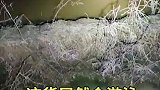 这玩意居然能在水里行走