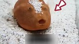 最擅长的观星鱼最会偷吃小鱼
